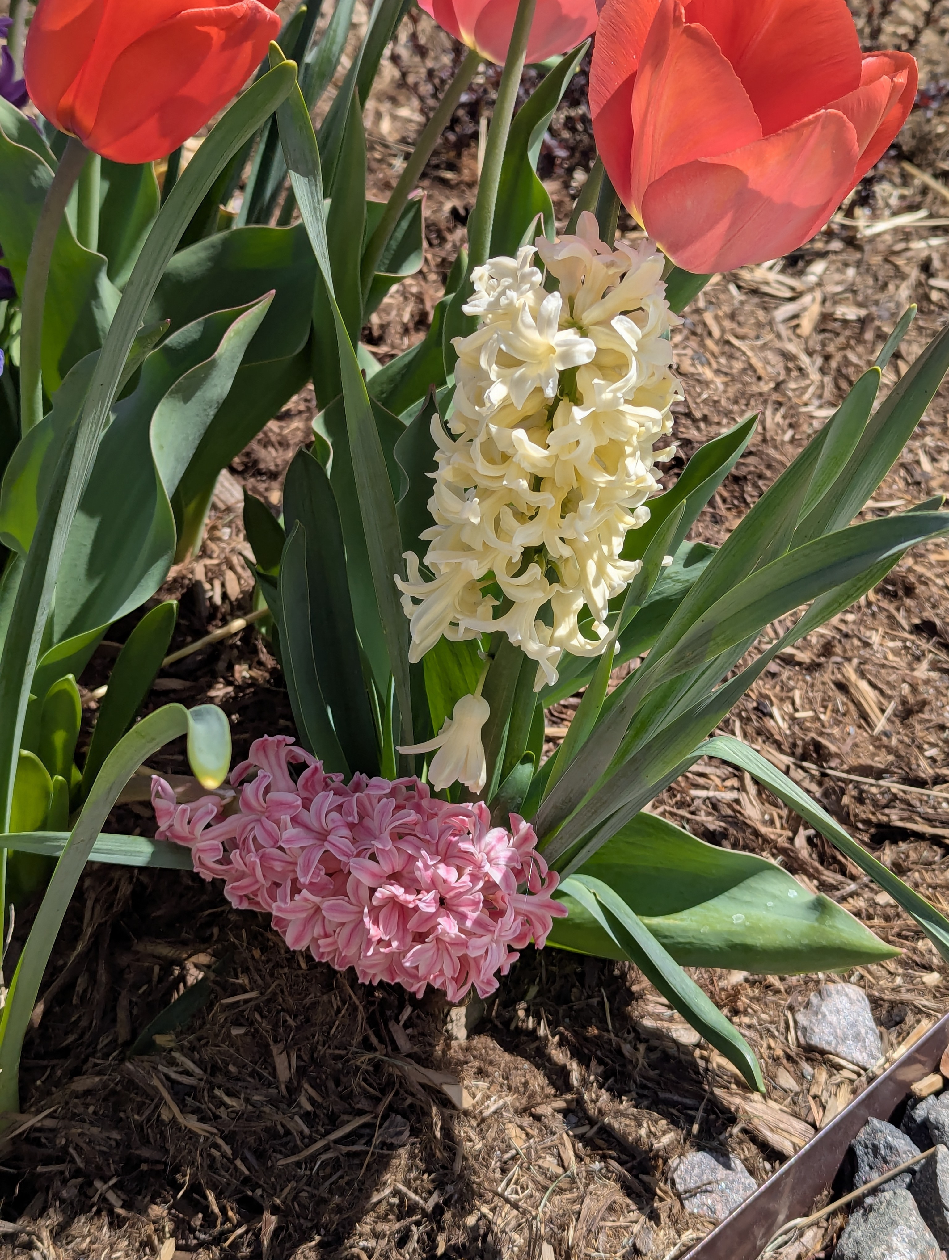 Garden, Flowers, Morrison, Colorado